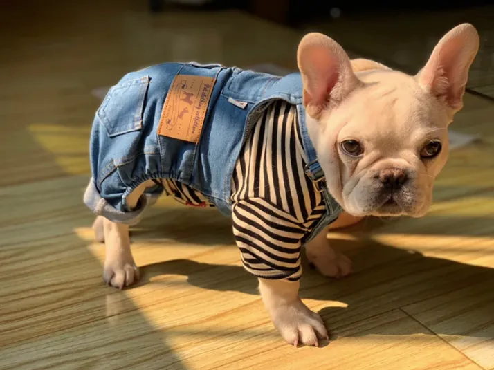 Doggy Denim Frenchie Overalls