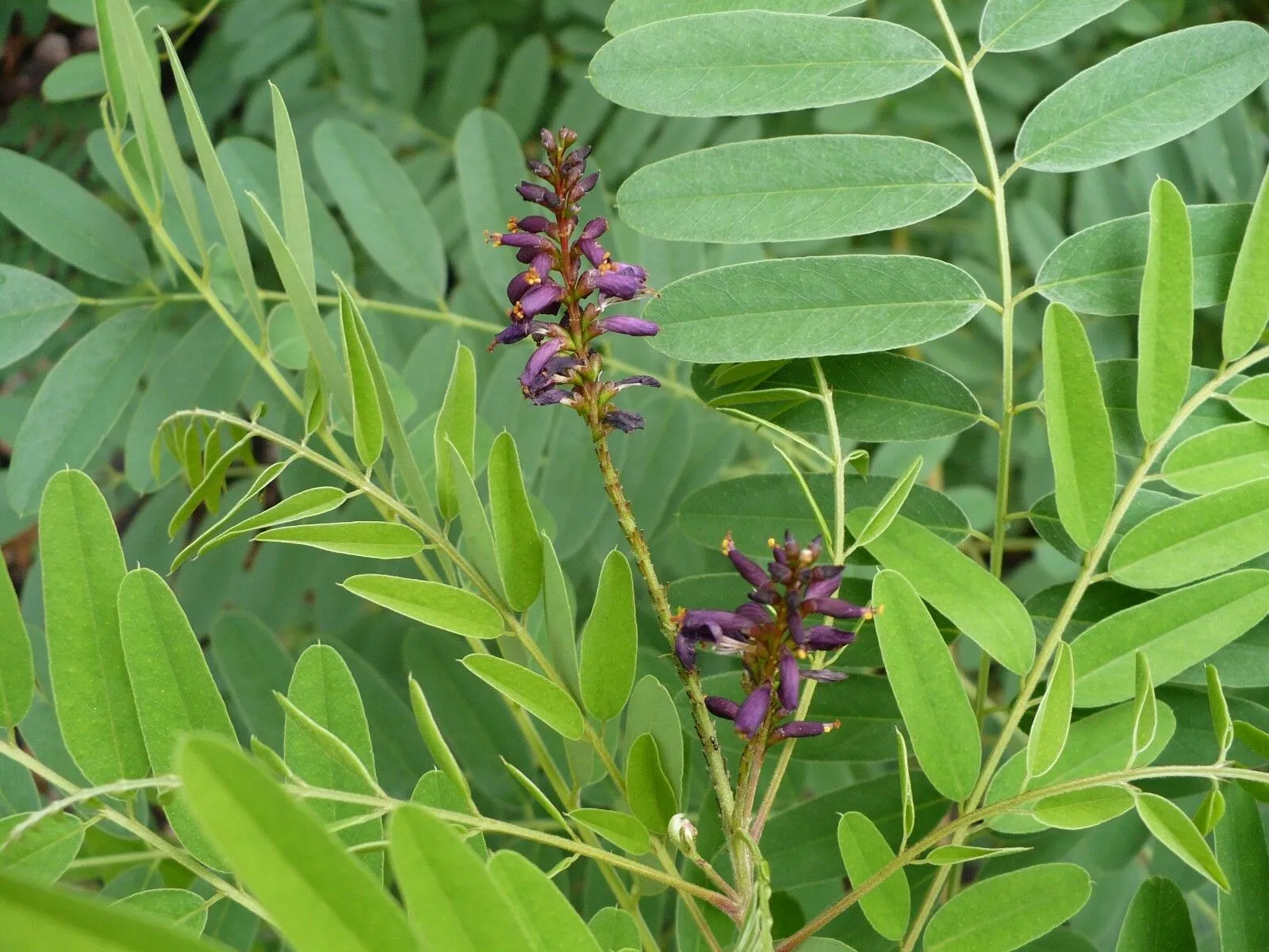 False Indigo Bush Amorpha fruticosa 100 Seeds  USA Company