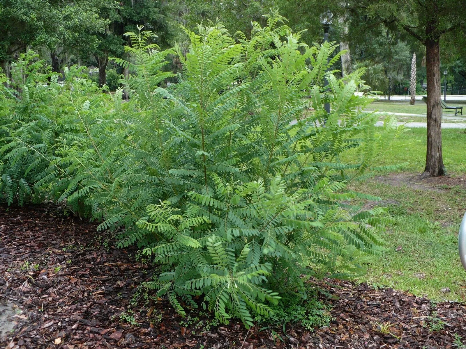 False Indigo Bush Amorpha fruticosa 100 Seeds  USA Company