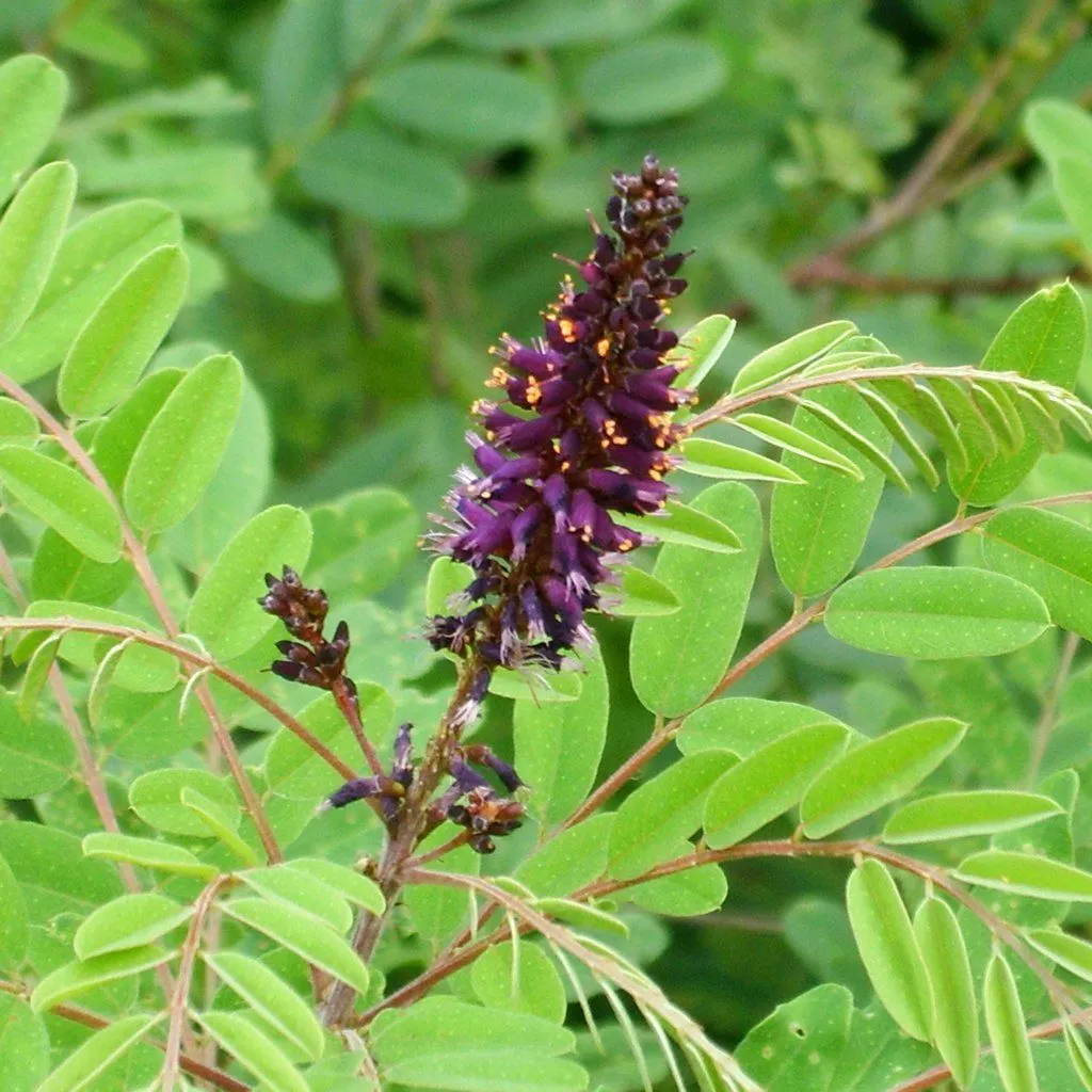 False Indigo Bush Amorpha fruticosa 100 Seeds  USA Company