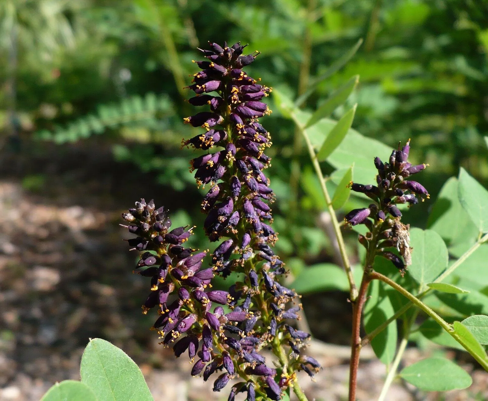 False Indigo Bush Amorpha fruticosa 100 Seeds  USA Company