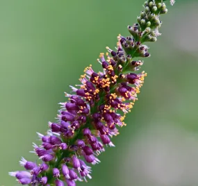 False Indigo Bush Amorpha fruticosa 100 Seeds  USA Company