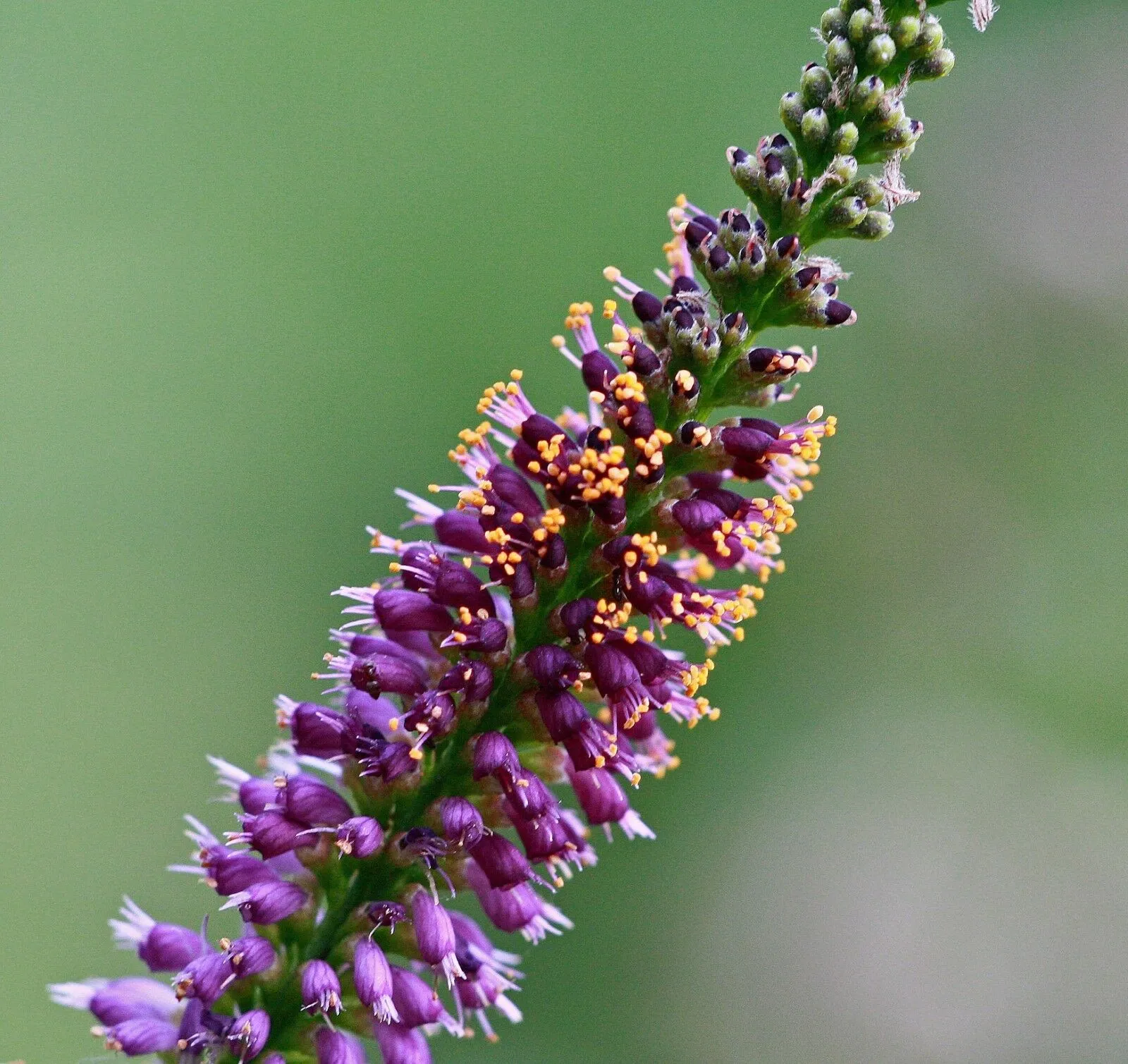 False Indigo Bush Amorpha fruticosa 500 Seeds  USA Company