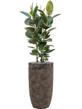 Ficus elastica 'Robusta' in Baq Luxe Lite Universe Layer Office Plant With Pot 158cm Height 32cm Dia