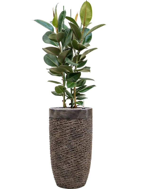 Ficus elastica 'Robusta' in Baq Luxe Lite Universe Layer Office Plant With Pot 158cm Height 32cm Dia