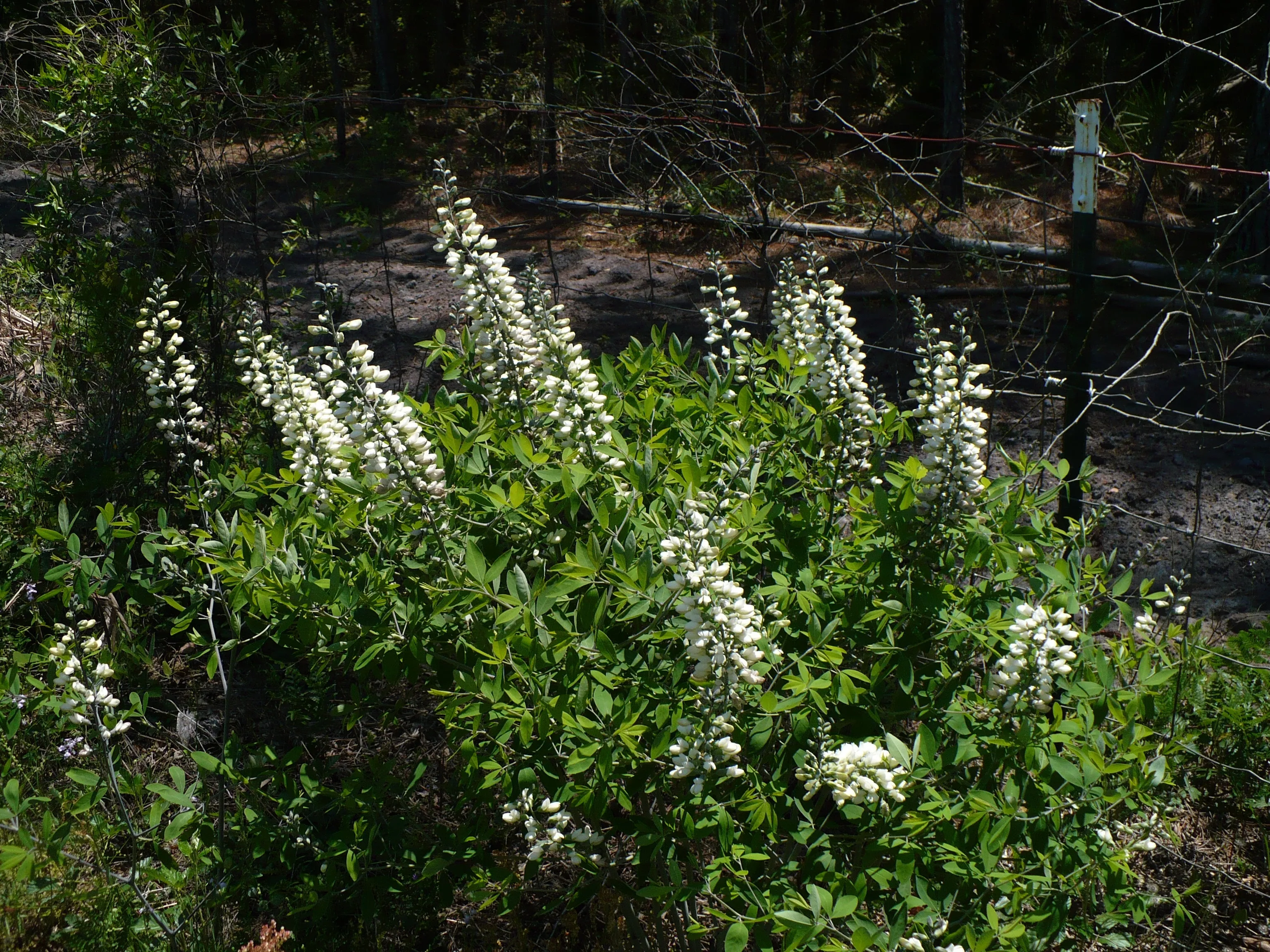 White Wild Indigo Baptisia alba 200 Seeds  USA Company