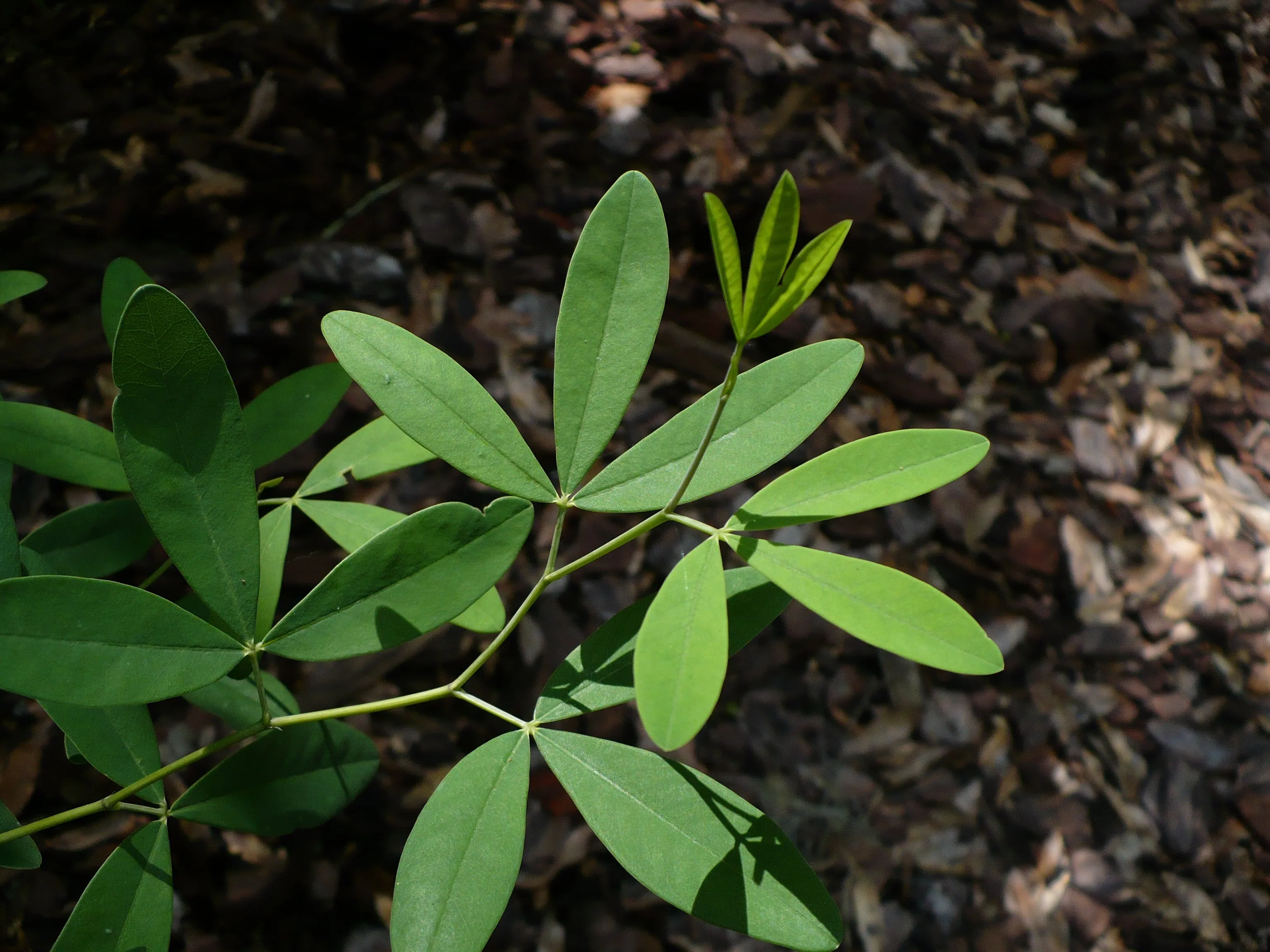 White Wild Indigo Baptisia alba 200 Seeds  USA Company