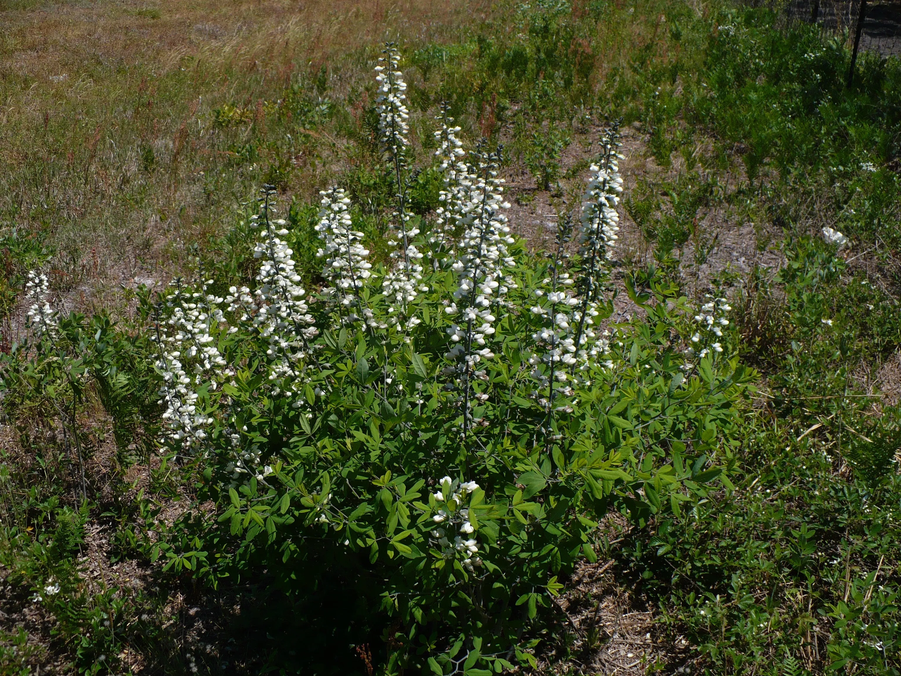 White Wild Indigo Baptisia alba 200 Seeds  USA Company