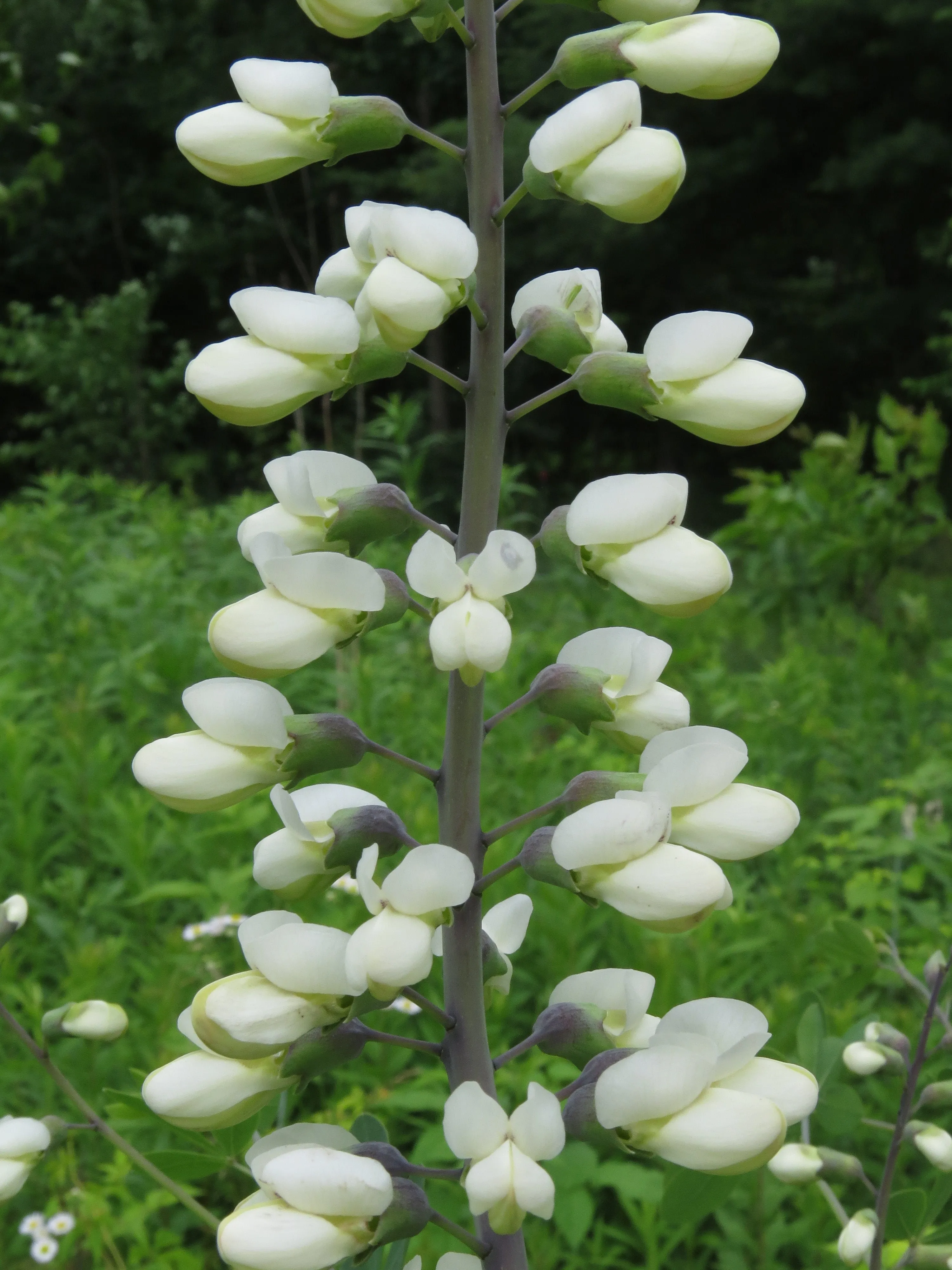 White Wild Indigo Baptisia alba 200 Seeds  USA Company