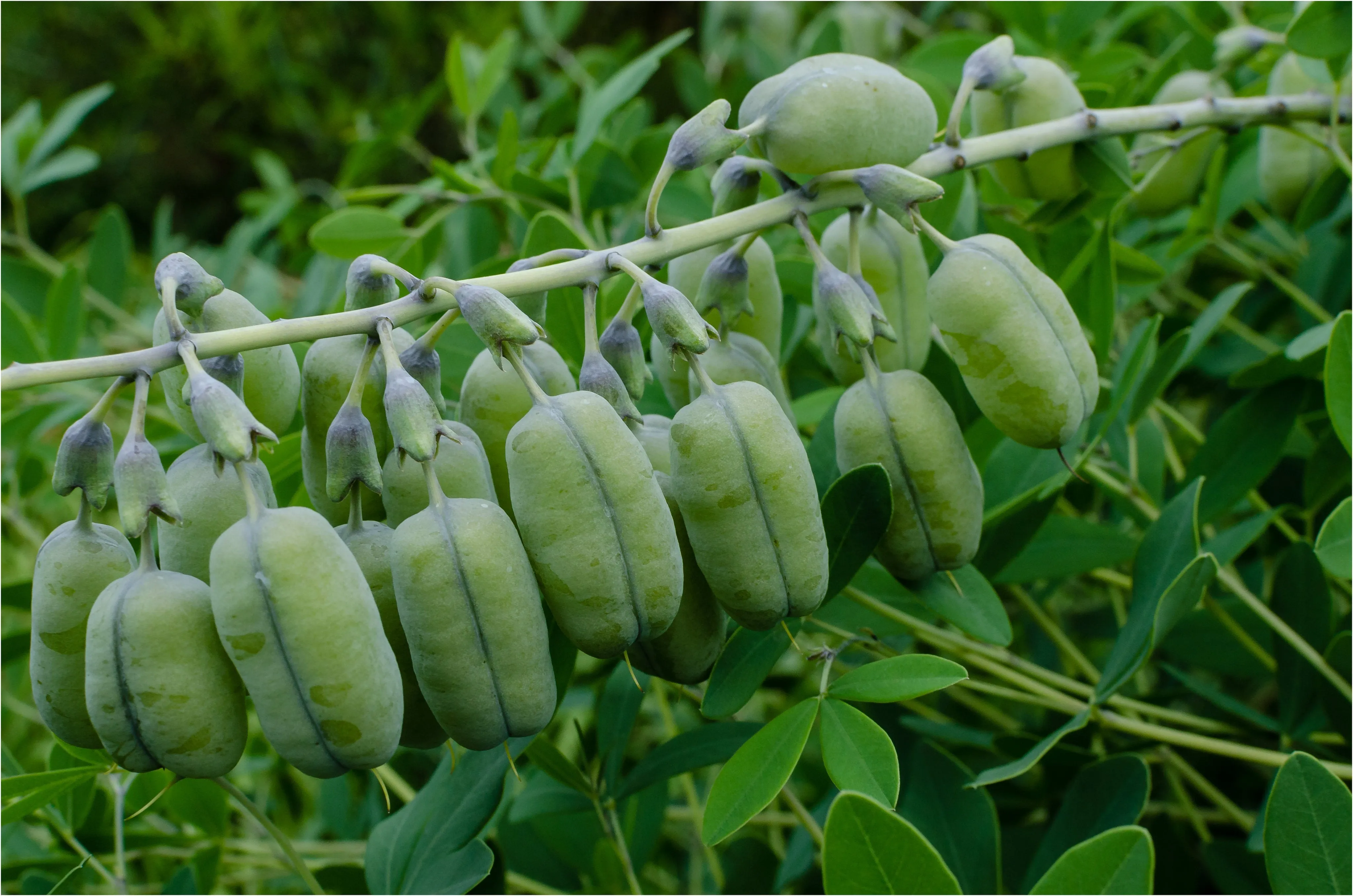 White Wild Indigo Baptisia alba 200 Seeds  USA Company