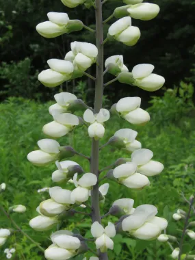 White Wild Indigo Baptisia alba 200 Seeds  USA Company